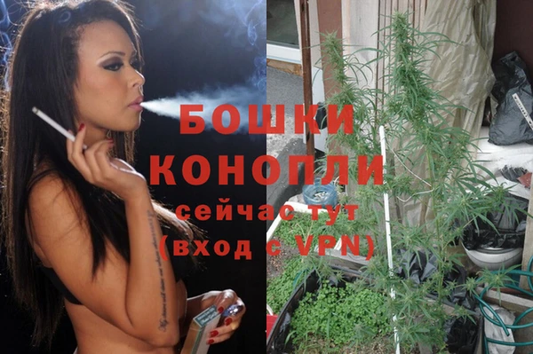 сатива Горняк